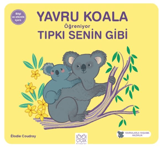 Yavru Koala Öğreniyor Tıpkı Senin Gibi